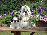 SHIH TZU 360